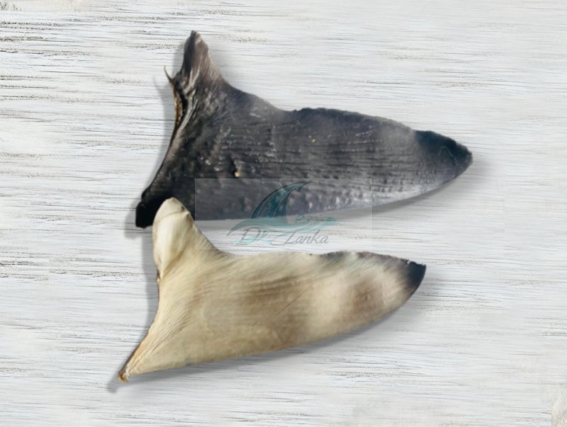 Black Shark Fin (黑鲨翅)